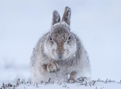 © Rosamund Macfarlane, Wielka Brytania, Śnieżny zając