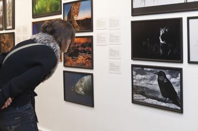 Otwarcie wystawy Fotografia Dzikiej Przyrody 2013, 5 lutego 2014, fot. K. Morcinek