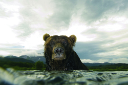 Copywright Sergey Gorshkov, Gniewne spojrzenie niedźwiedzia