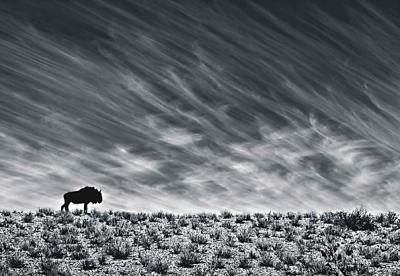 © Morkel Erasmus, RPA, Ocalała na pustyni