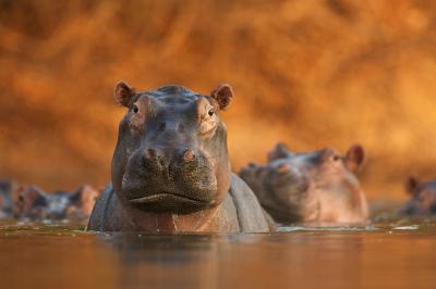 © David Fettes, Wielka Brytania, Rozlewisko hipopotamów