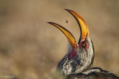© Willem Kruger, RPA, Podrzucanie termita