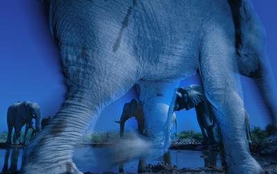© Greg du Toit, South Africa, Essence of elephants