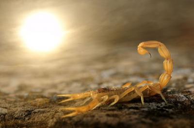 © Carlos Perez Naval, Spain, Stinger in the sun