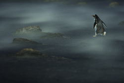 Copywright Martin Eisenhawer, Szwajcaria, Pingwin w burzy piaskowej