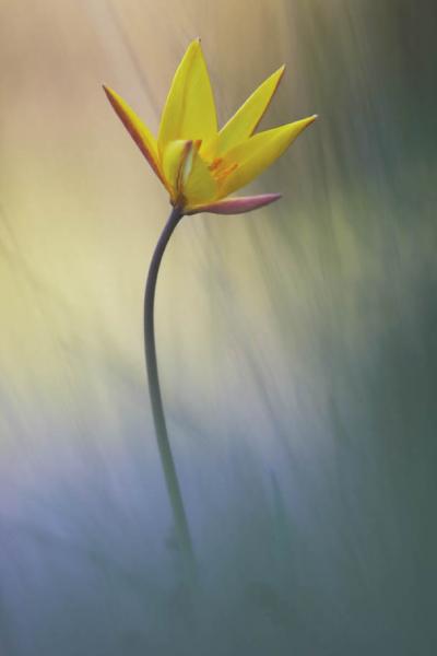 © Serge Tollari, Francja, Tulipan dotknięty słońcem