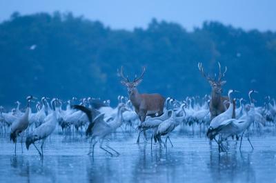 © Marek Kosiński, Poland, Red Deer and Cranes