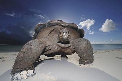 © Thomas P. Peschak, RPA / Niemcy, Gigantyczna przeczesywaczka plaży