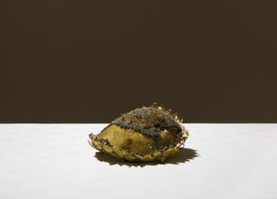 Paweł Żak, Untitled, from the cycle Still lifes, 2010-15