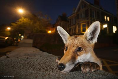 ©Sam Hobson, UK, A curious fox cub